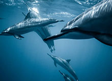 球速官方-吉鲁替补绝杀送蓝军出线 兰帕德为何总看不上他？